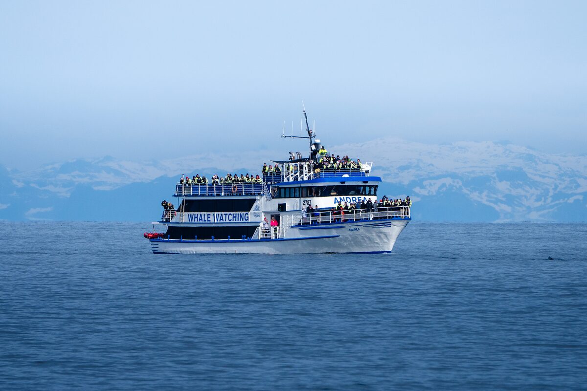 Whale watching boat on the ocean.