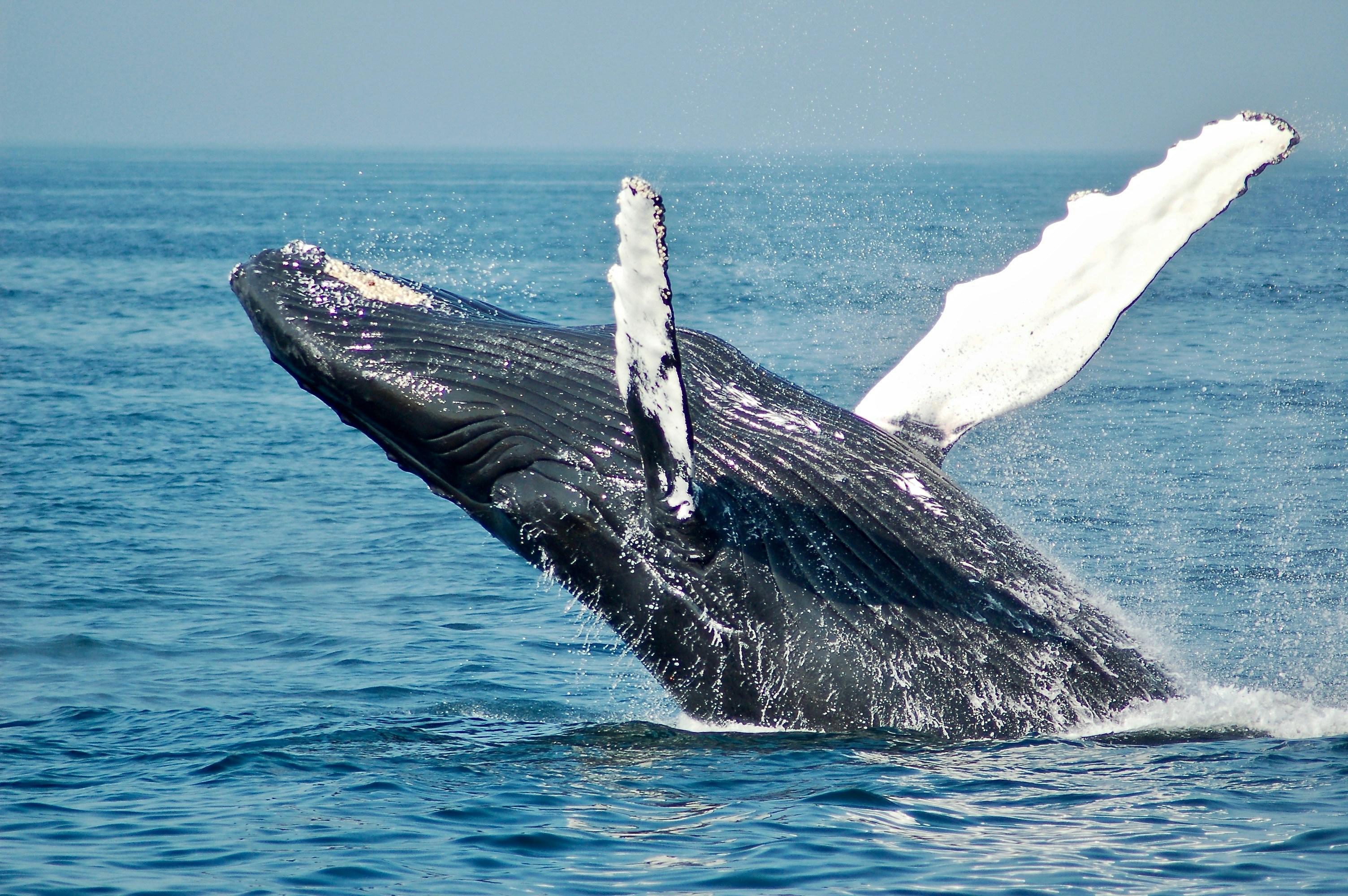 A humpback whale breaching out of the ocean