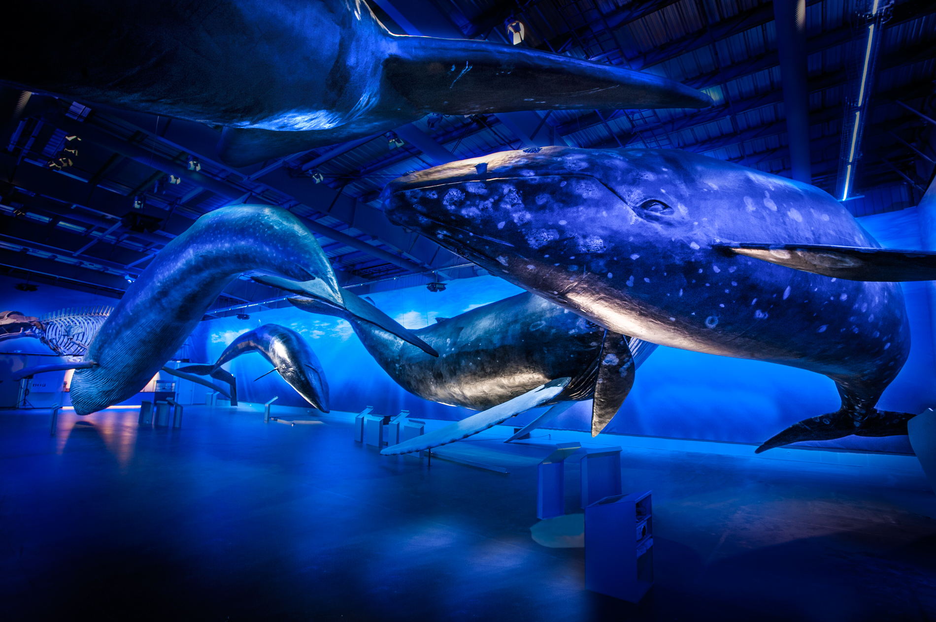 Lifelike whale models suspended in a museum hall