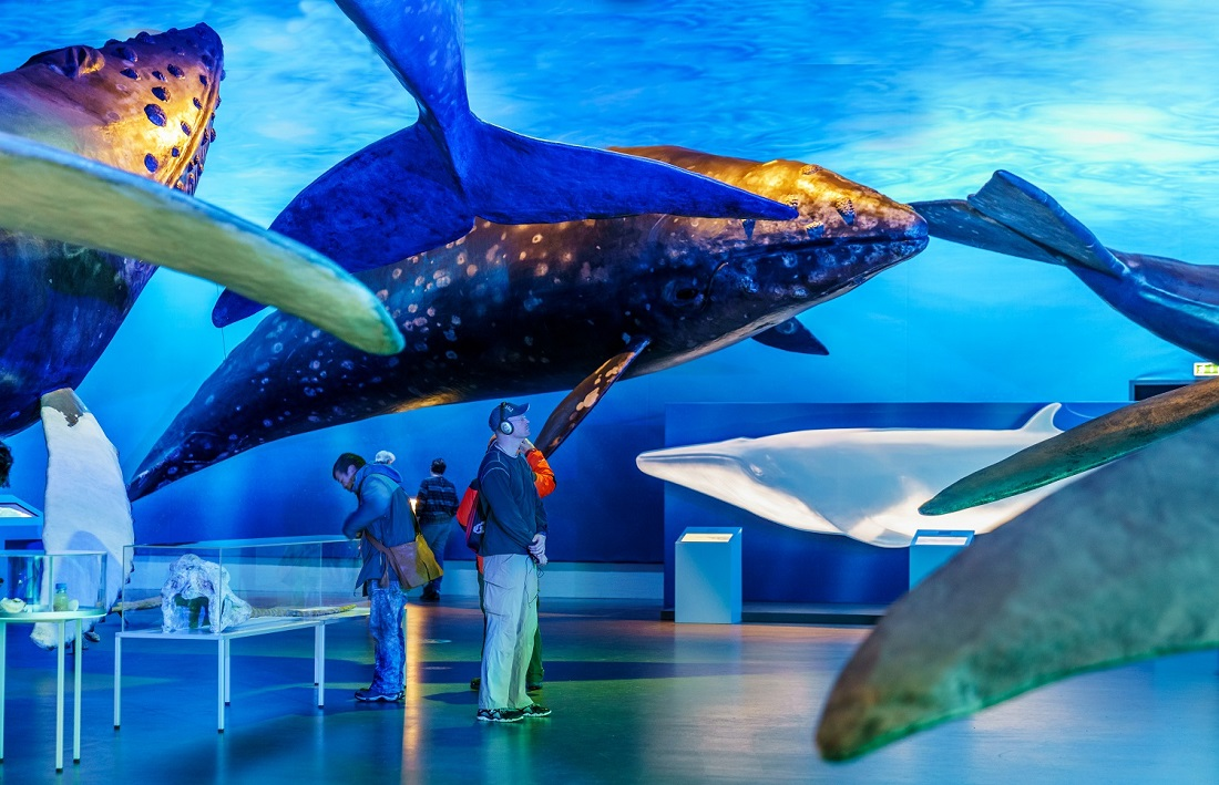 Museum visitors looking at hanging whale models.