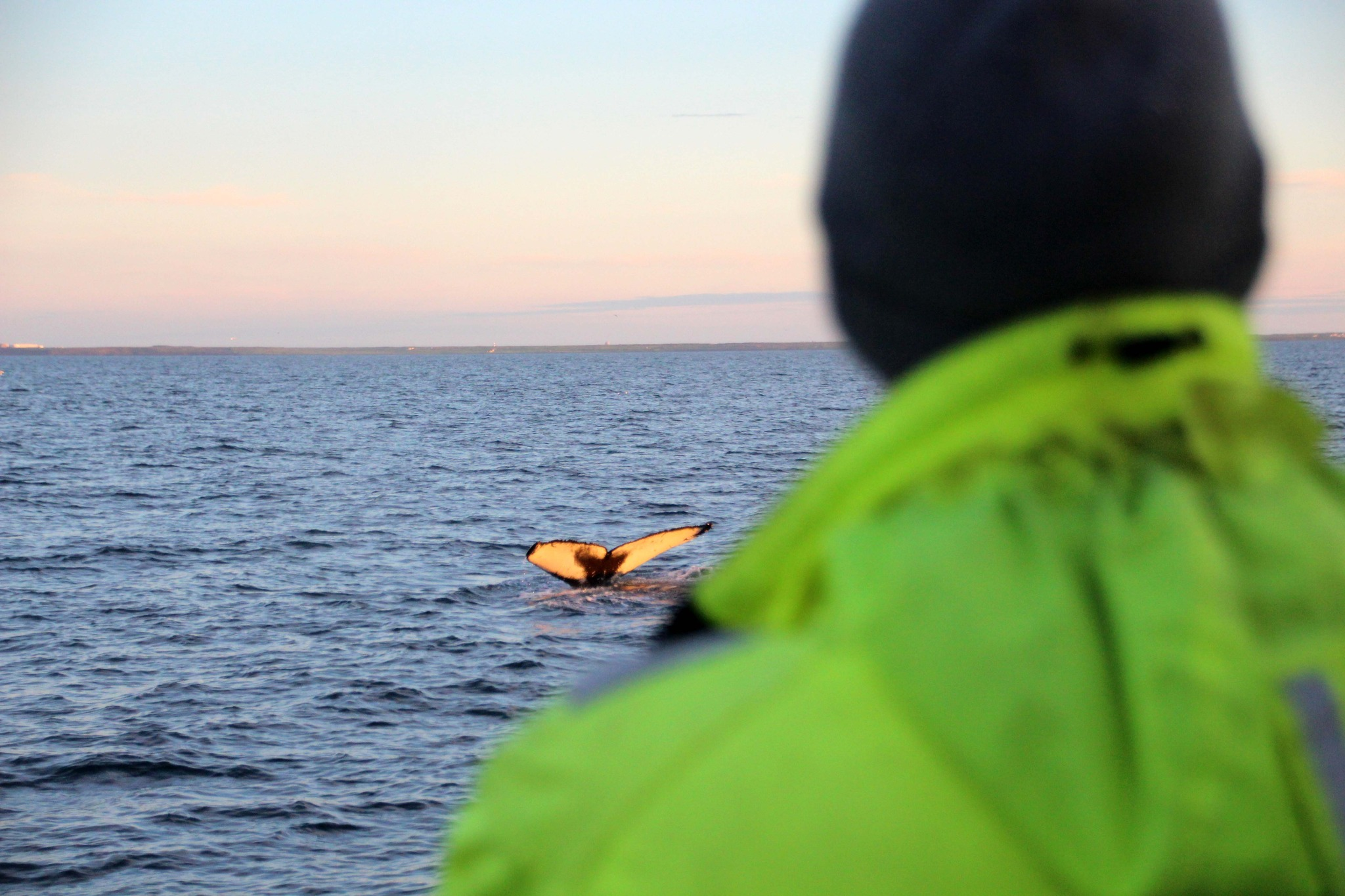 Person wearing high-visibility jacket observing a whale tail