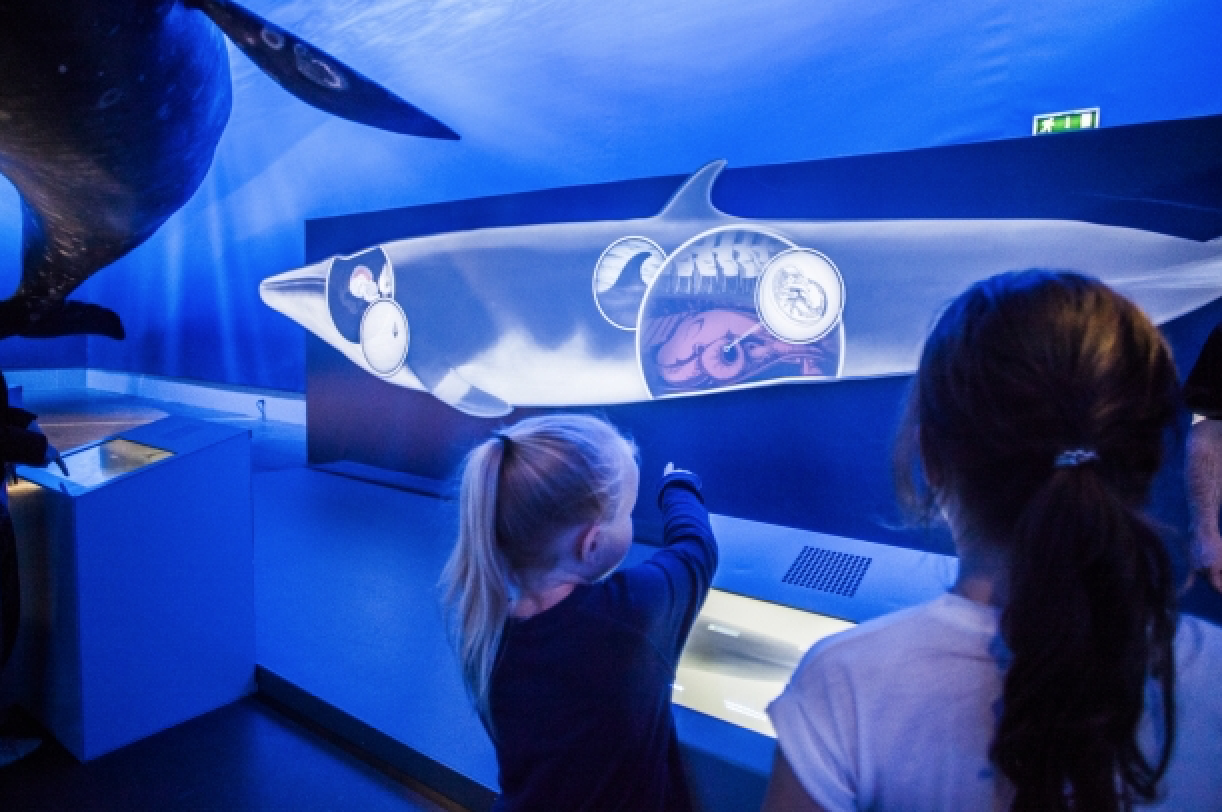 Two children examining a whale exhibit at an aquarium.