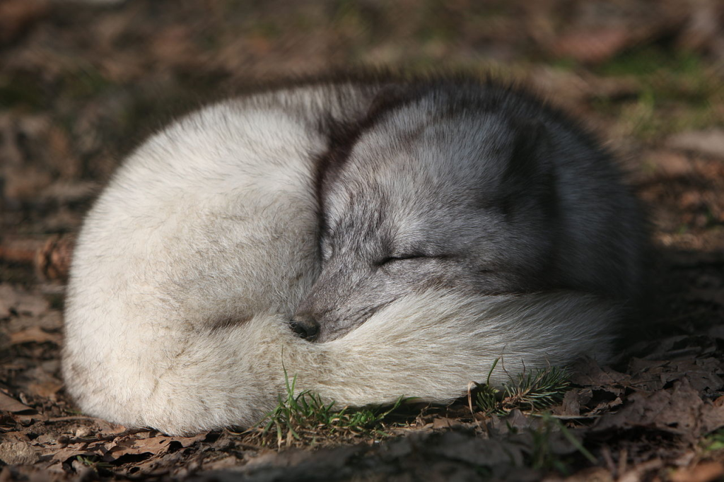 Arctic fox curled up asleep on the ground