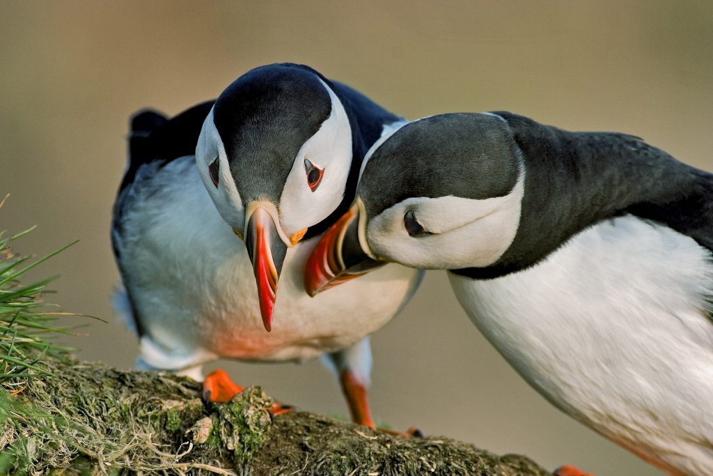 Two Atlantic puffins interacting on a grassy ledge