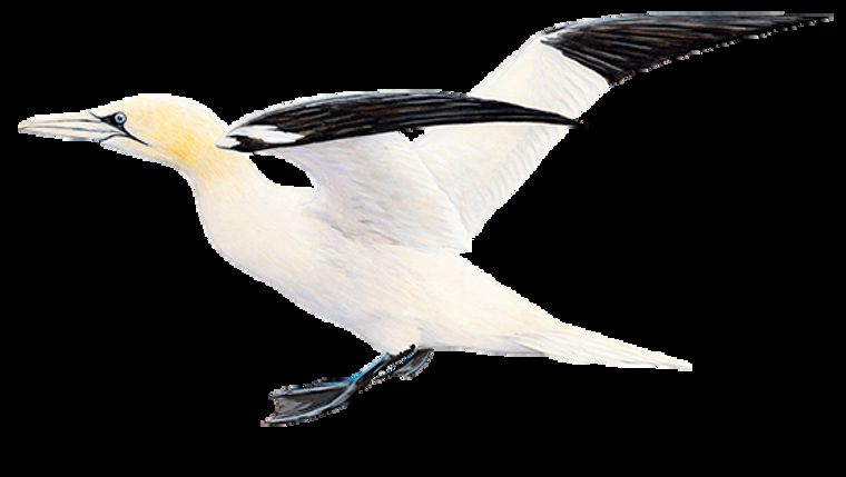 Northern Gannet
