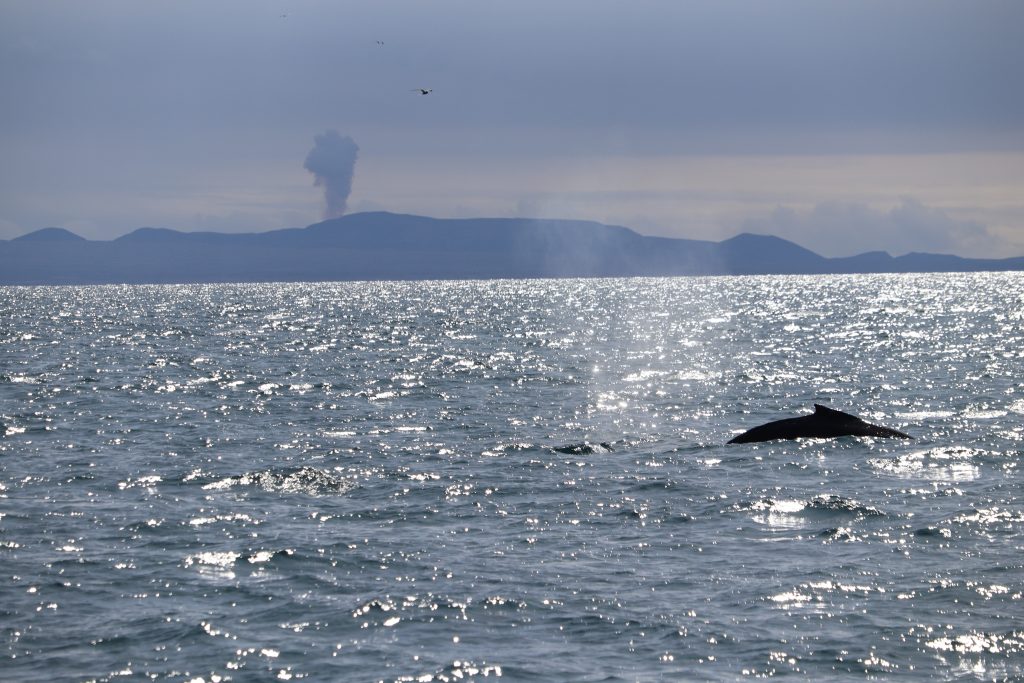 A whale surfacing in the ocean near volcanic mountains
