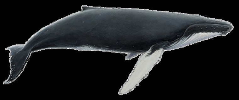 Humpback Whale